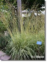 Molinia Caerulea Variegata Gestreiftes Garten Pfeifengras Kleines Pfeifengras Hier Bestellen Stauden Garten Gartenpflanzen