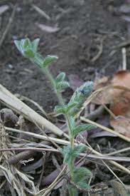 Image result for Nelsonia canescens