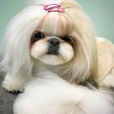 We did not find results for: About Inglewood Doggy Salon