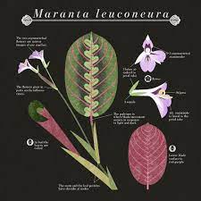 Pin On Plant Babies