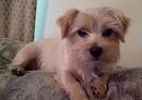 Norfolk Terrier Puppies for Sale - DogsNow
