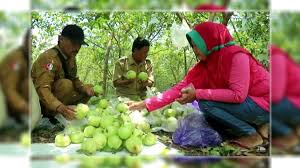 Lalat buah ini menyebabkan buah yang hampir matang rontok dan menimbulkan bercak, busuk, berlubang pada buah, bahkan terdapat belatung. Petik Jambu Kristal Trucuk Wisata Pertanian Yang Lagi Hits Pdi Perjuangan Jawa Timur