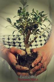 لو يذكر الزيتون غارسه لصار الزيت دمعا يا حكمة الأجداد لو من لحمنا نعطيك درعا لكن سهل الريح لا يعطي عبيد الريح زرعا إنا سنقلع بالرموش الشوك والأح palestina