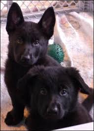 Dear friends, this group is dedicated to black german shepherds. Pin On German Shepherd Puppies