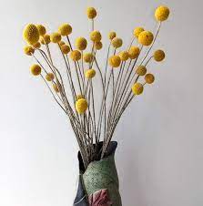 30 Stems Pack Dried Real Natural Craspedia Flowers Billy Button Balls 20 Tall Amazon Co Uk Kitchen Flower Shop Game Billy Buttons Artificial Flower Bouquet