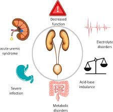 Image result for Renal Function