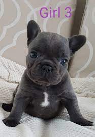 We did not find results for: Beautiful Blue French Bulldog Puppies Girls Ready Now