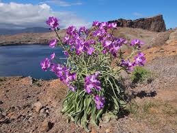 Image result for Matthiola