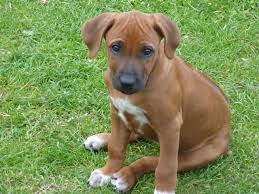 The dog needs this exercise to be able to maintain good health and release energy. Pin On Malia S Dogs