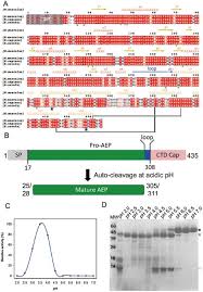 Feel free to ask for help, post projects you're working on, link to helpful tips or tutorials for others, or just if you're going for poly count then either the middle or right will do. Structural Analysis Of Asparaginyl Endopeptidase Reveals The Activation Mechanism And A Reversible Intermediate Maturation Stage Cell Research