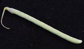 Image result for Indigastrum parviflorum