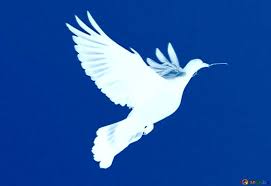 If you're indoors, photograph yourself in front of a curtained window. Download Free Picture Image For Profile Picture Dove Of Peace On Cc By License Free Image Stock Torange Biz Fx 19348