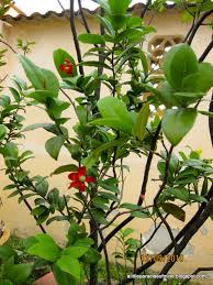 Image result for Ochna kirkii