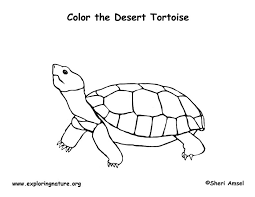 Desert coloring pages lizard landscape pdf plants sonoran toad. Tortoise Desert Coloring Page