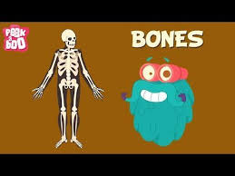 Bones The Dr Binocs Show Learn Series For Kids Youtube Human Body Projects Human Body Systems Body Preschool