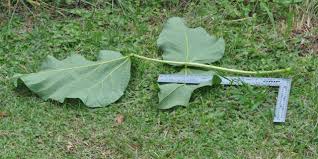 Image result for Erythrina zeyheri