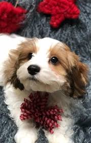 Most trusted source of cavapoo puppies for sale. King Lion Heart Puppies In North Carolina 0 Reviews Gmad