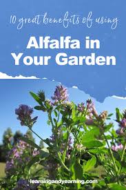 › gardening & lawn care. 10 Great Benefits Of Using Alfalfa In Your Garden