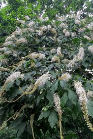 Image result for Hippocratea parviflora