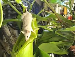 1280x720 kids painting coloring pages. Fun Carnivorous Plant Facts For Kids