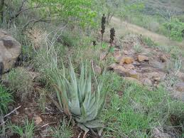Image result for Aloe pienaarii