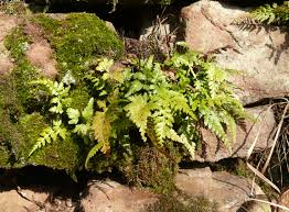Image result for Asplenium adiantum-nigrum