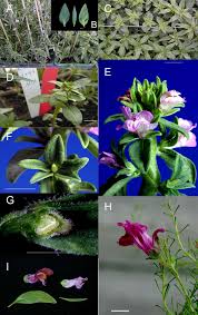 Image result for Misopates