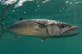 We did not find results for: Kumpulan Gambar Ikan Tenggiri Super Cantik Hasil Mancing