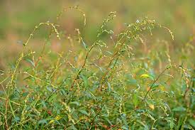 Image result for Persicaria decipiens