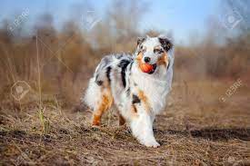 Australian shepherd is a one of the most popular pure dog breed originated from united states. Schone Junge Australian Shepherd Halt Den Roten Ball Lizenzfreie Fotos Bilder Und Stock Fotografie Image 18703542