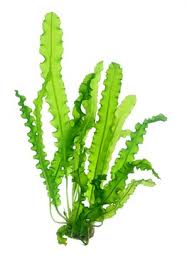 Image result for Aponogeton stuhlmannii