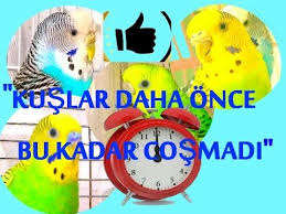 ciko panosundaki pin
