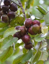 We did not find results for: Bush Tucker Plants Plus Cumberland Forest