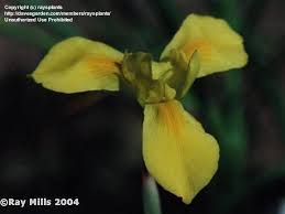 Image result for Moraea spathulata