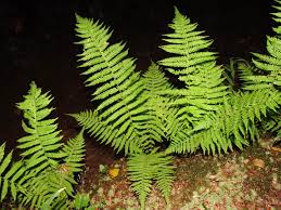 Image result for Amauropelta bergiana