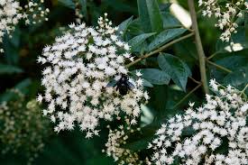 Image result for Vernonanthura