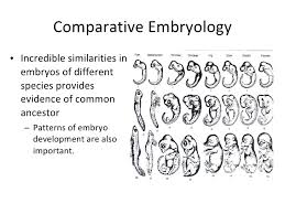 Biochemical evidence for evolution worksheet 26 answers. Evidence For Evolution Powerpoint