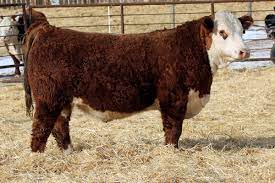 Njw polled herefords