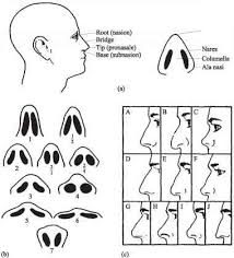 10 types of noses and what secrets they hold. Nasal Shape Nose Shapes Nose Types Nose