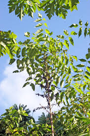 Image result for Brucea antidysenterica