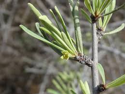 Image result for Rhamnus staddo