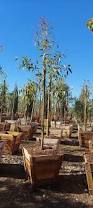 Image result for Eucalyptus citriodora