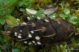 Image result for Strobilurus conigenoides