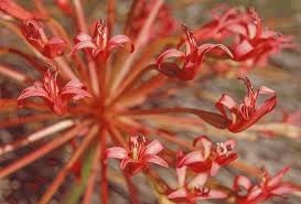 Image result for Brunsvigia