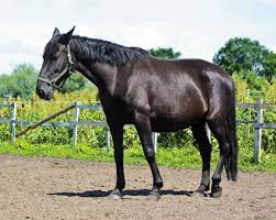 Lyme Disease Clinical Signs In Horses The Horse