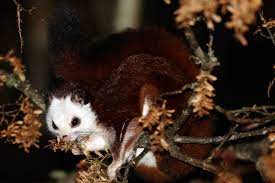 However, when needed, this squirrel can glide up to 300 feet, aka the length of a soccer field. Red And White Giant Flying Squirrel Wikipedia