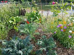 Here are six of my favorite flowers to grow for healthy garden crops. Plant Once With Perennial Vegetables Growing With Nature