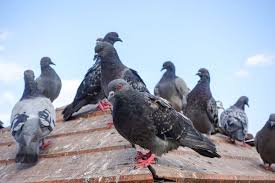 Get Rid Of Pigeons On Roof In 2020 Get Rid Of Pigeons Pigeon Animals