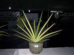 Image result for Sansevieria pearsonii