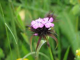 Image result for Dianthus chimanimaniensis